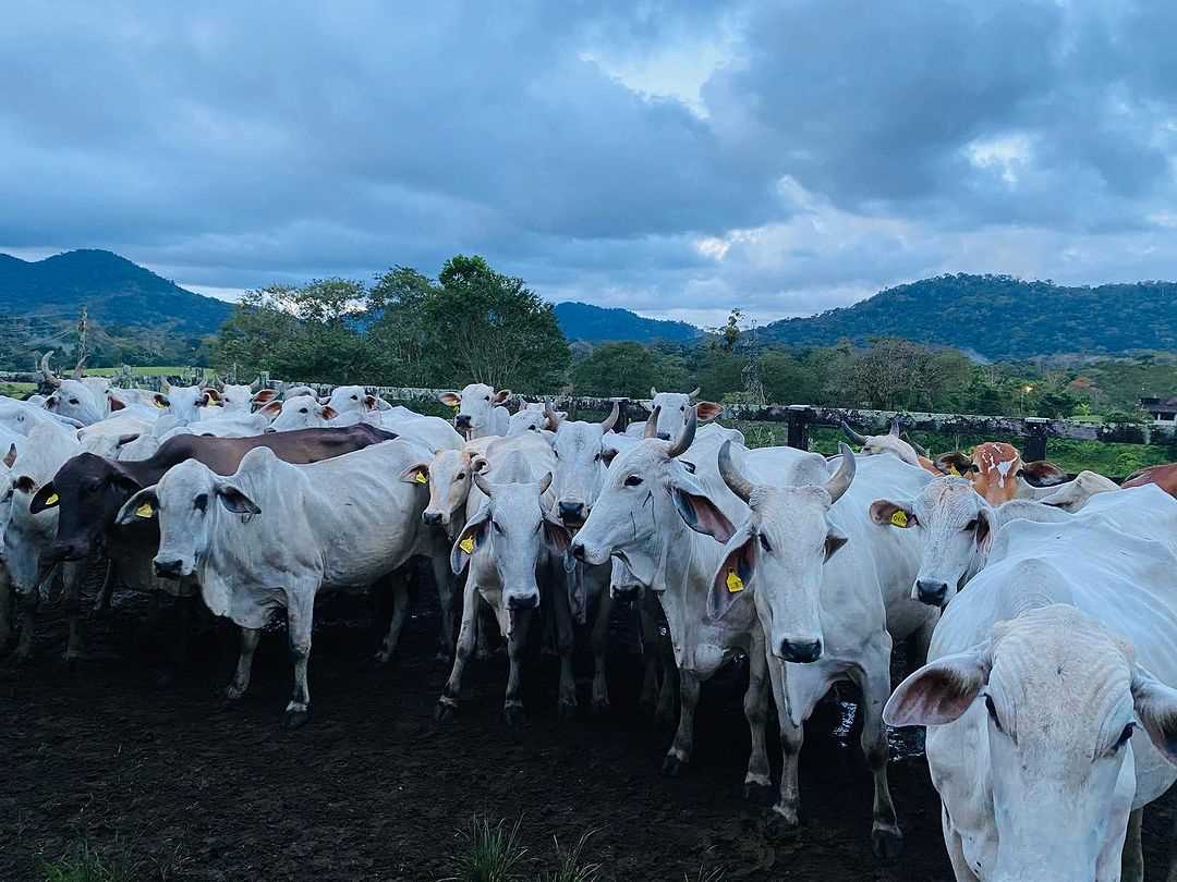 Camacã: Programa Mais Pecuária Brasil atende mais pecuaristas